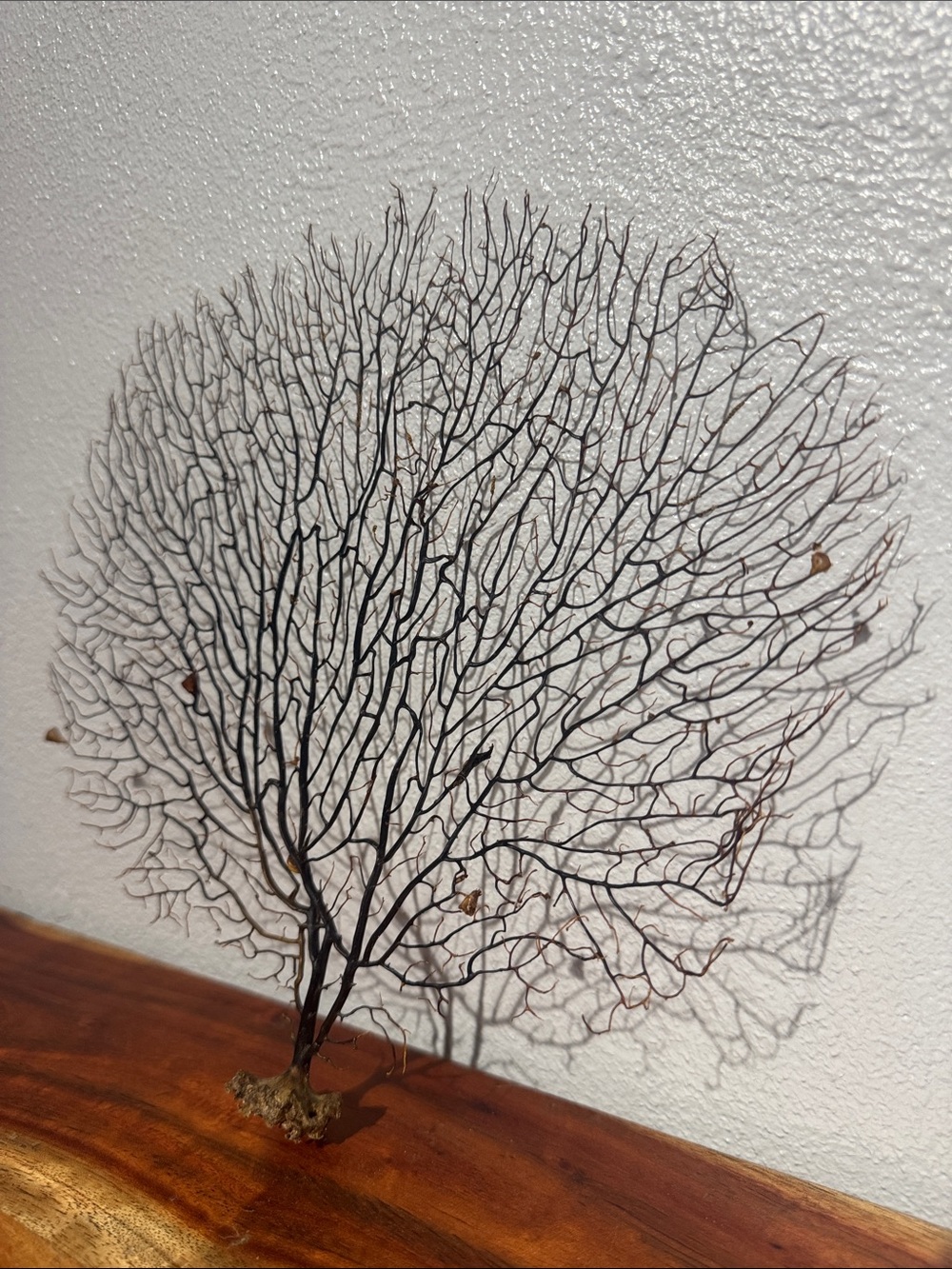 Natural 11” Black Sea Fan Coral Branch Real Coastal Nautical Decor Rock Base